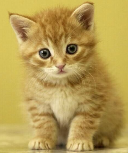 Kitten gezocht