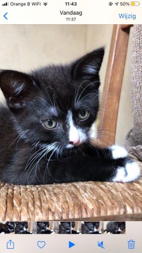 Poesjes klaar om het nestje te verlaten