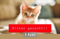 Gezocht gratis kitten voor ons gezinnetje compleet te maken