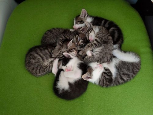 Hele lieve kittens om te geven