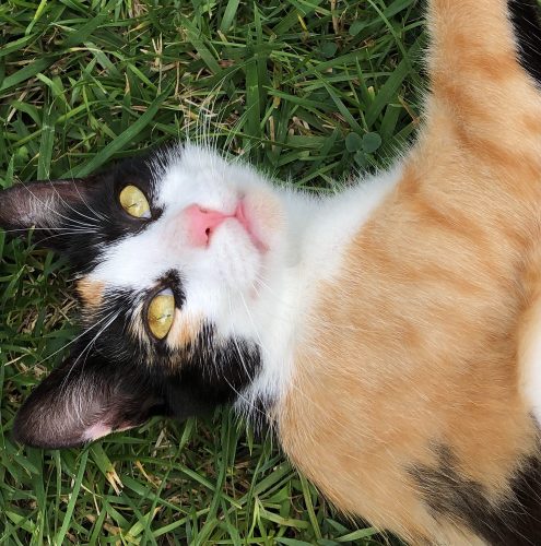 Kitten gezocht