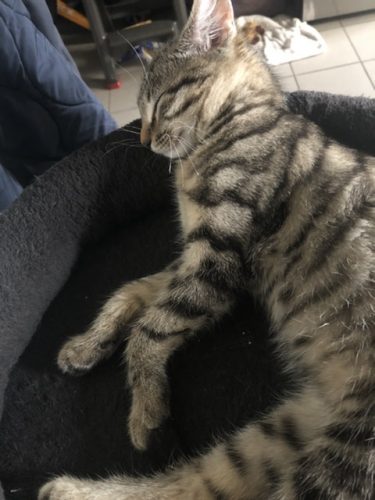 Gratis poes