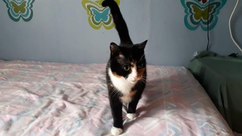 Gezocht speel kameraadje voor 1 jarige gecastreerde kater