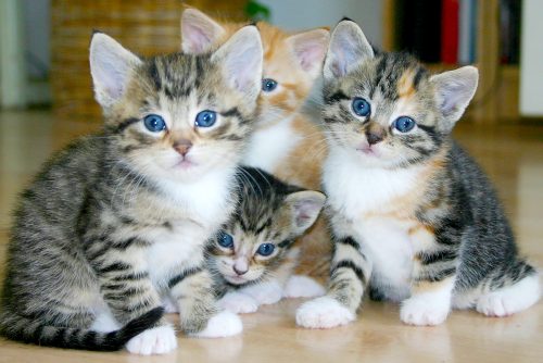 Kittens