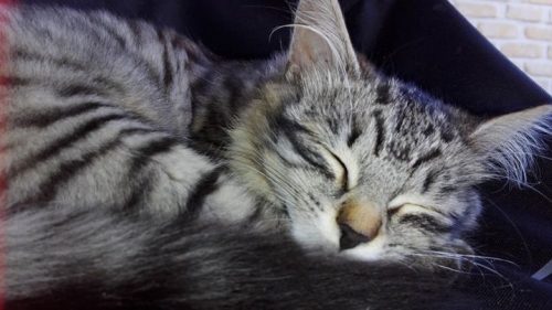 2 kittens op zoek naar nieuwe thuis