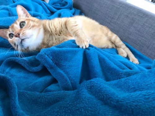 Gezocht : kitten voor mijn dochter