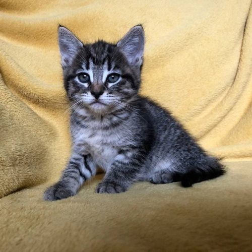 Kitten