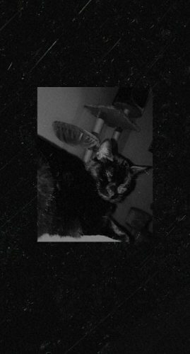 Op zoek naar een kitten