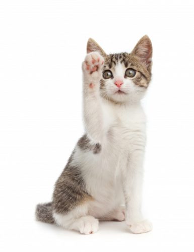 Katertje Kitten gezocht.