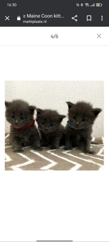 Ik zoek een kitten rond de 8 weken