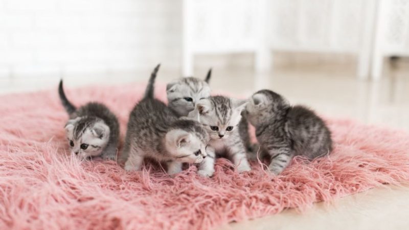 Bad Zeug Snel Kitten gezocht voor een warm nestje