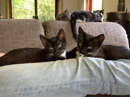 Superlieve binnen en buitenkittens