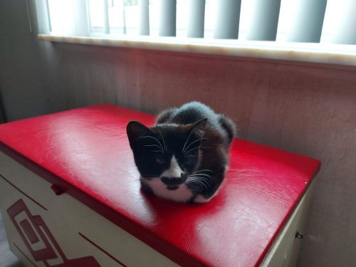 Kittens zoeken een nieuwe thuis