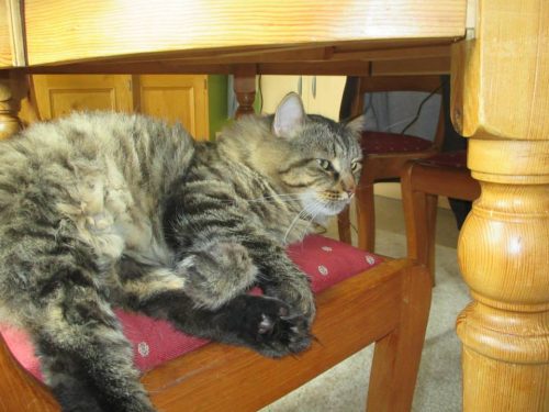 Ik ben op zoek naar een kitten…