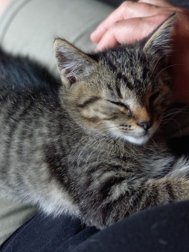 Tijgerkitten zoekt nieuwe thuis