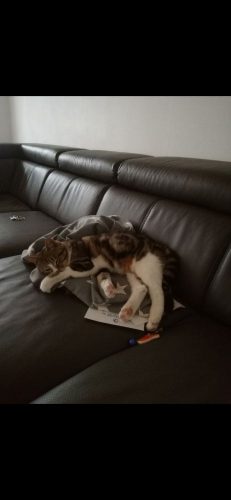 Kittens