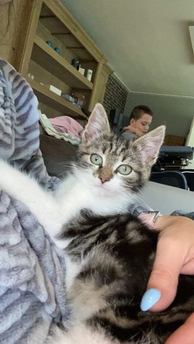 Op zoek naar een kitten