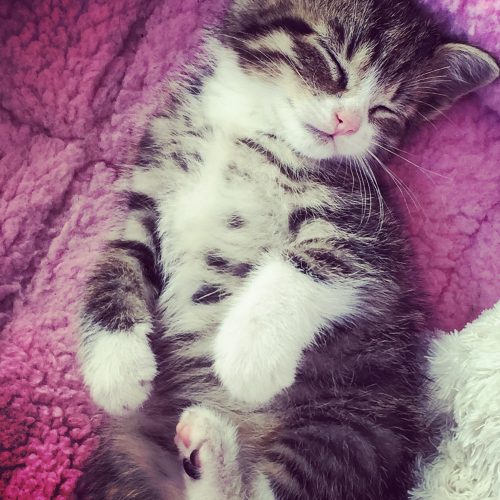 Op zoek naar een lief, schattig kittentje die het nestje mag verlaten