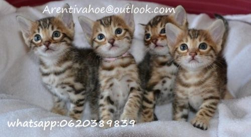 Volledige stamboom Bengaalse jonge kittens GCCF geregistreerd voor uw gezin nu beschikbaar.