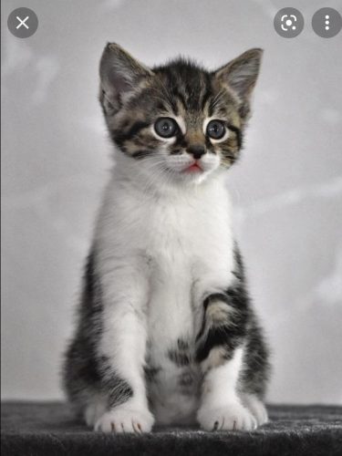 Gezocht kitten regio Menen