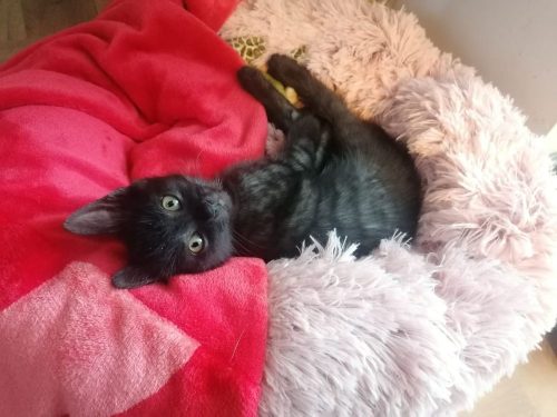 Schattige kitten regio Gent