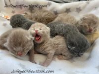 kittens klaar om te verhuizen