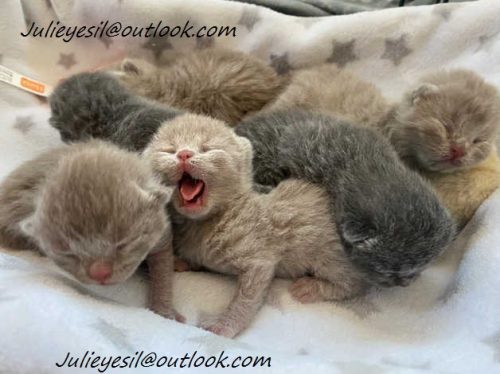 kittens klaar om te verhuizen