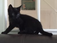 opzoek naar een kitten (Kortrijk)