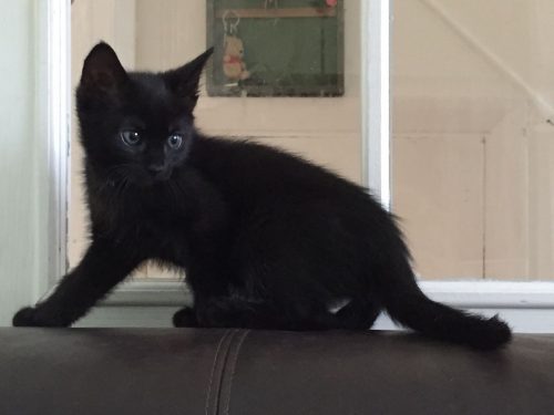 opzoek naar een kitten (Kortrijk)