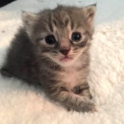 kitten-season-today-170512-01