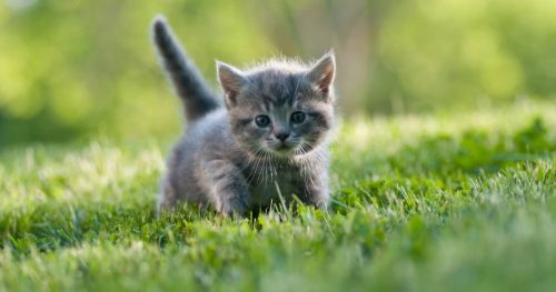 op zoek naar een lieve kitten