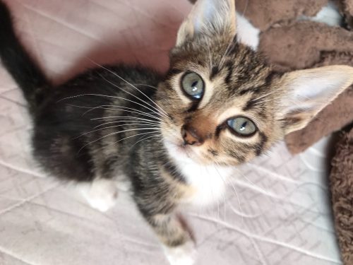 3 kittens