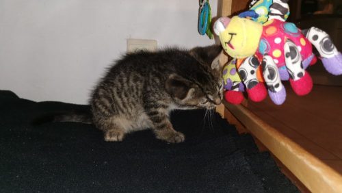 gratis kitten gezocht!