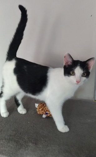 een speelse poes-gratis