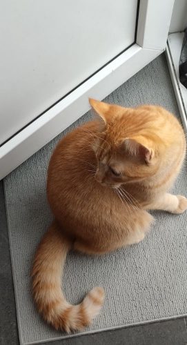 Lieve rosse kitten zoekt lief gezin