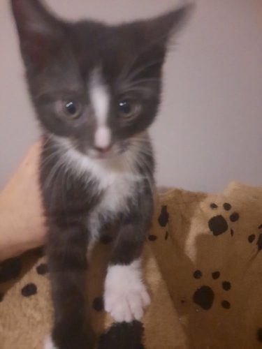 Wij zoeken ons gouden mandje