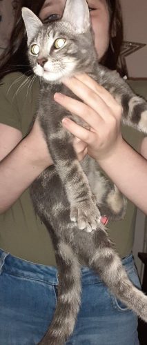 3 kittens 2 grijze ( katers) 1 zwarte ( katin)