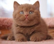 Ik ben op zoek naar een Brits korthaar kitten