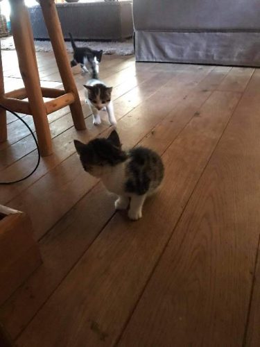 Ik ben op zoek naar een kitten gratis liefst ik zou het een zeer warme thuis geven een gouden mandje