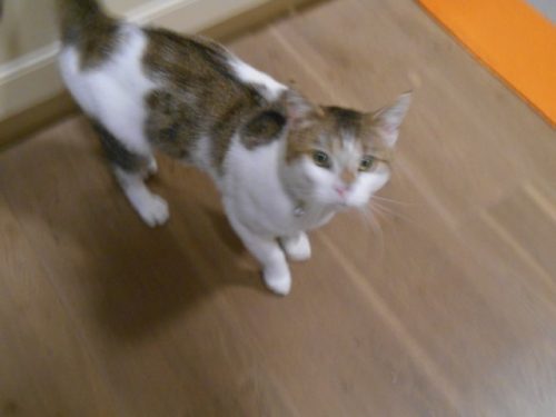 kater 3 jaar aangeboden