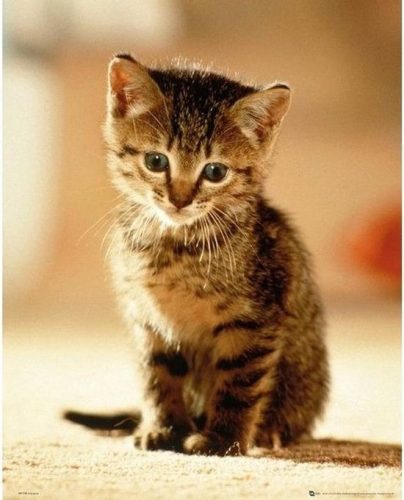 Op zoek naar een kitten