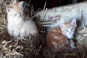 rosse kittens