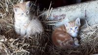 2 rosse kittens, katertjes