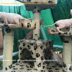 sphynx-kittens-57d988ae0f073