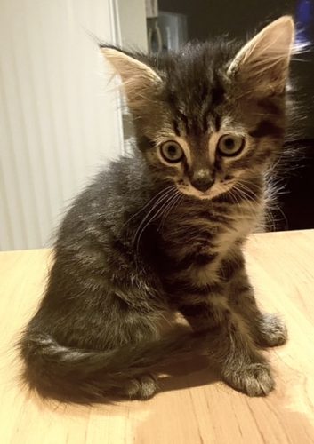 Halflang harige kittens