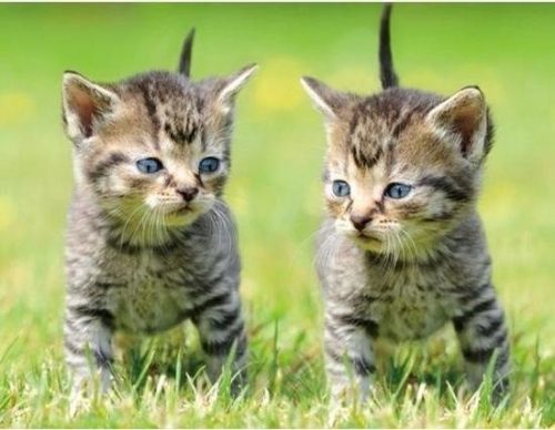2 gratis kittens/katten