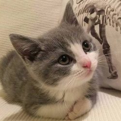 gray-kitten