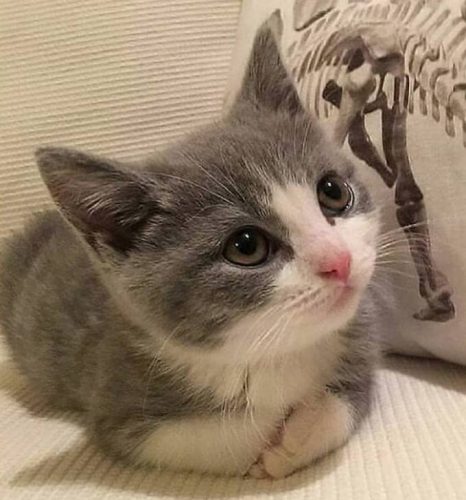 Gezocht kitten