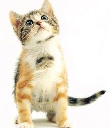 kitten kijkt omhog