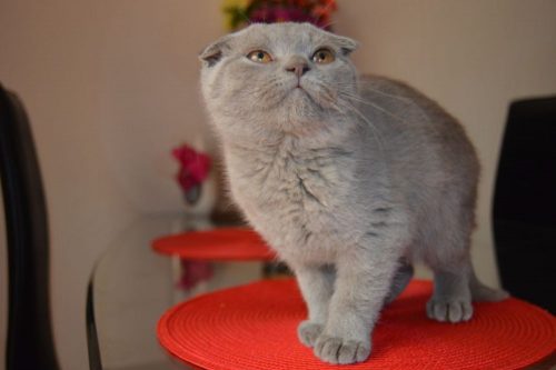 Looking for a kitten.